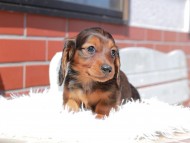 ルーシー & ジェットの子犬 レッド 男の子(3) ミニチュア ダックスフンド ルーシー & ジェットの子犬 レッド 男の子(3) ミニチュア ダックスフンド