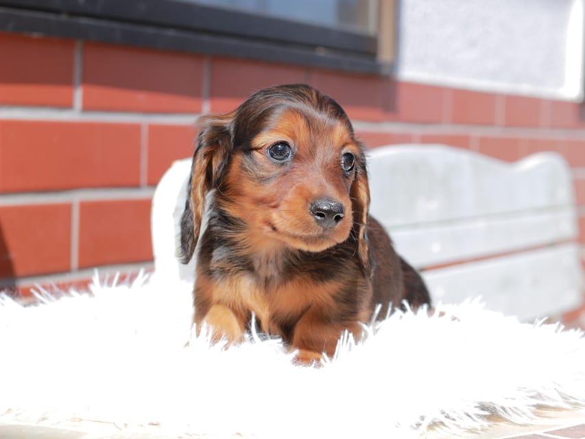 ミニチュア ダックスフンド ルーシー & ジェットの子犬 レッド 男の子（3）