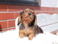 Miniature_Dachshund_0525