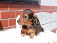 Miniature_Dachshund_0526
