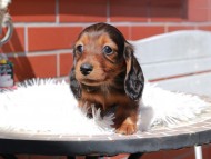 Miniature_Dachshund_0530