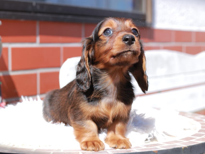 ミニチュア ダックスフンド ルーシー & ジェットの子犬 レッド 男の子（3）