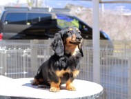 Miniature_Dachshund_0587