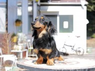 ローリー & デンゼルの子犬 ブラックタン 男の子 ミニチュア ダックスフンド ローリー & デンゼルの子犬 ブラックタン 男の子 ミニチュア ダックスフンド