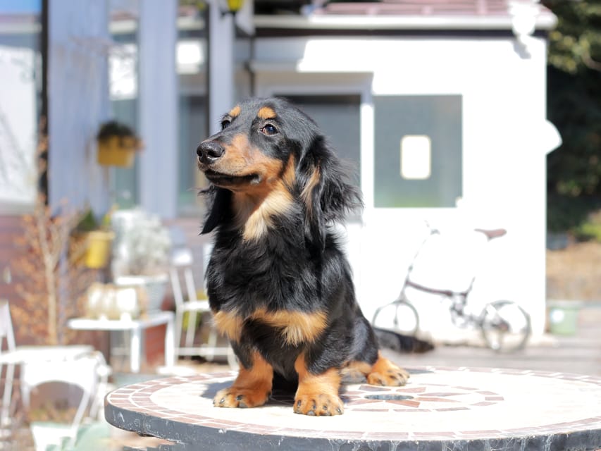ミニチュア ダックスフンド ローリー & デンゼルの子犬 ブラックタン 男の子