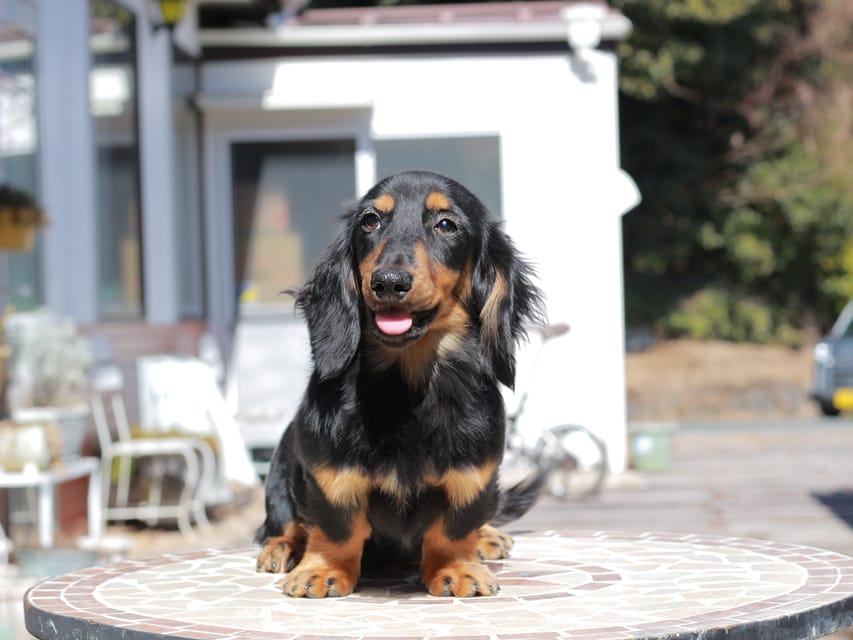 ミニチュア ダックスフンド ローリー & デンゼルの子犬 ブラックタン 男の子