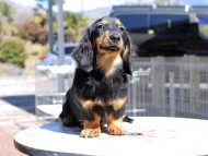 Miniature_Dachshund_0597 Miniature_Dachshund_0597