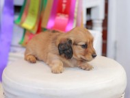 Miniature_Dachshund_0675
