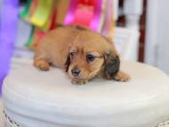 Miniature_Dachshund_0678