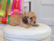 Miniature_Dachshund_0682