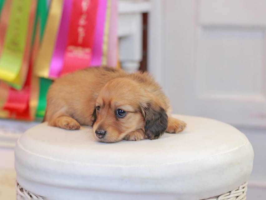 ミニチュアダックスフンド エバ&ボノの子犬 レッド 女の子