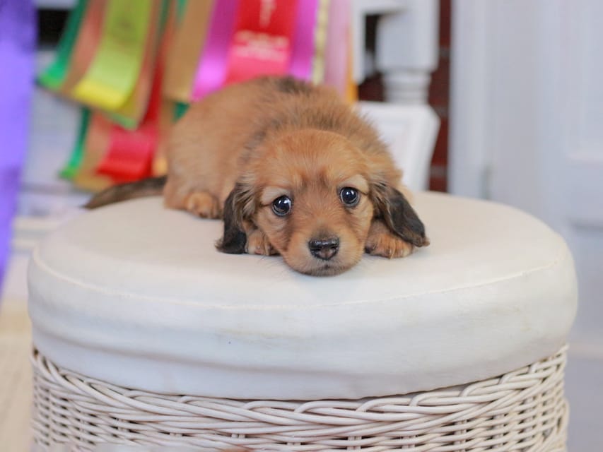 ミニチュアダックスフンド エバ&ボノの子犬 レッド 女の子