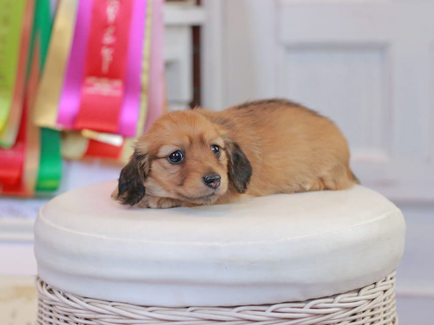 ミニチュアダックスフンド エバ&ボノの子犬 レッド 女の子