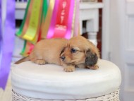Miniature_Dachshund_0707