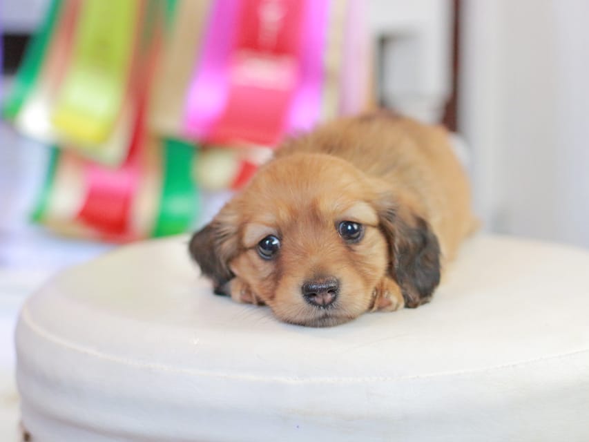 ミニチュアダックスフンド エバ&ボノの子犬 レッド 女の子