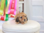Miniature_Dachshund_0722