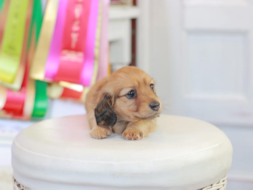ミニチュアダックスフンド エバ&ボノの子犬 レッド 女の子