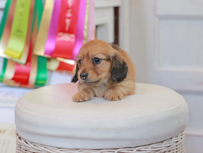 ミニチュアダックスフンド エバ&ボノの子犬 レッド 女の子