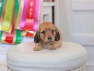 Miniature_Dachshund_0726