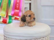 Miniature_Dachshund_0728