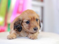 Miniature_Dachshund_0734
