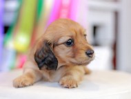 Miniature_Dachshund_0735
