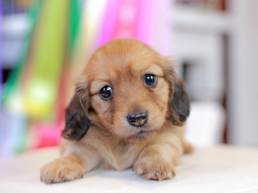 ミニチュアダックスフンド エバ&ボノの子犬 レッド 女の子