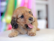 Miniature_Dachshund_0742