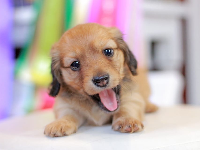 ミニチュアダックスフンド エバ&ボノの子犬 レッド 女の子
