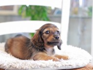 Miniature_Dachshund_0903