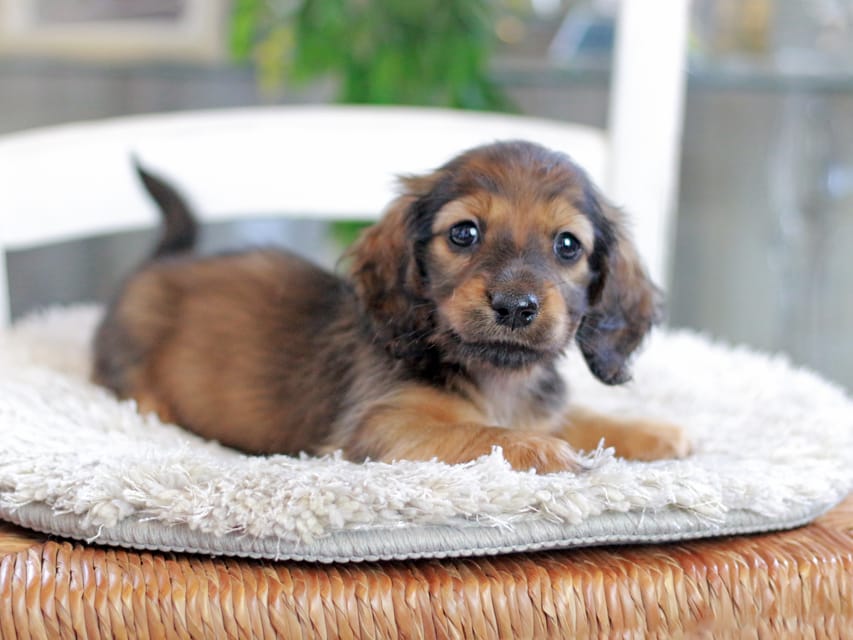 ミニチュアダックスフンド ジャジー&パンチの子犬 レッド 女の子