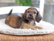 Miniature_Dachshund_0911