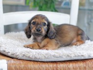 Miniature_Dachshund_0923