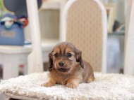 Miniature_Dachshund_1018 Miniature_Dachshund_1018