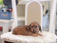 Miniature_Dachshund_1031 Miniature_Dachshund_1031