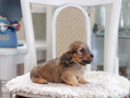 Miniature_Dachshund_1045 Miniature_Dachshund_1045