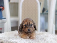 Miniature_Dachshund_1087