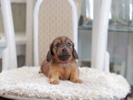 Miniature_Dachshund_1100
