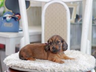 Miniature_Dachshund_1108