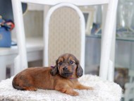 Miniature_Dachshund_1114