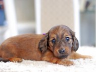 Miniature_Dachshund_1118