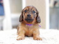 Miniature_Dachshund_1132