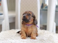 Miniature_Dachshund_1141