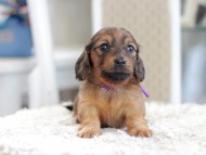 Miniature_Dachshund_1146 Miniature_Dachshund_1146