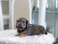 Miniature_Dachshund_1194