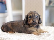Miniature_Dachshund_1210