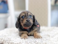 Miniature_Dachshund_1219