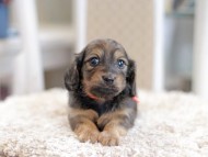 Miniature_Dachshund_1229