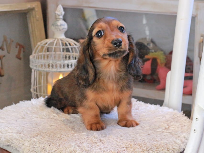 ミニチュアダックスフンド ひまわり&フレディーの子犬 レッド 男の子（1）