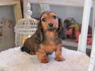 Miniature_Dachshund_1933 Miniature_Dachshund_1933